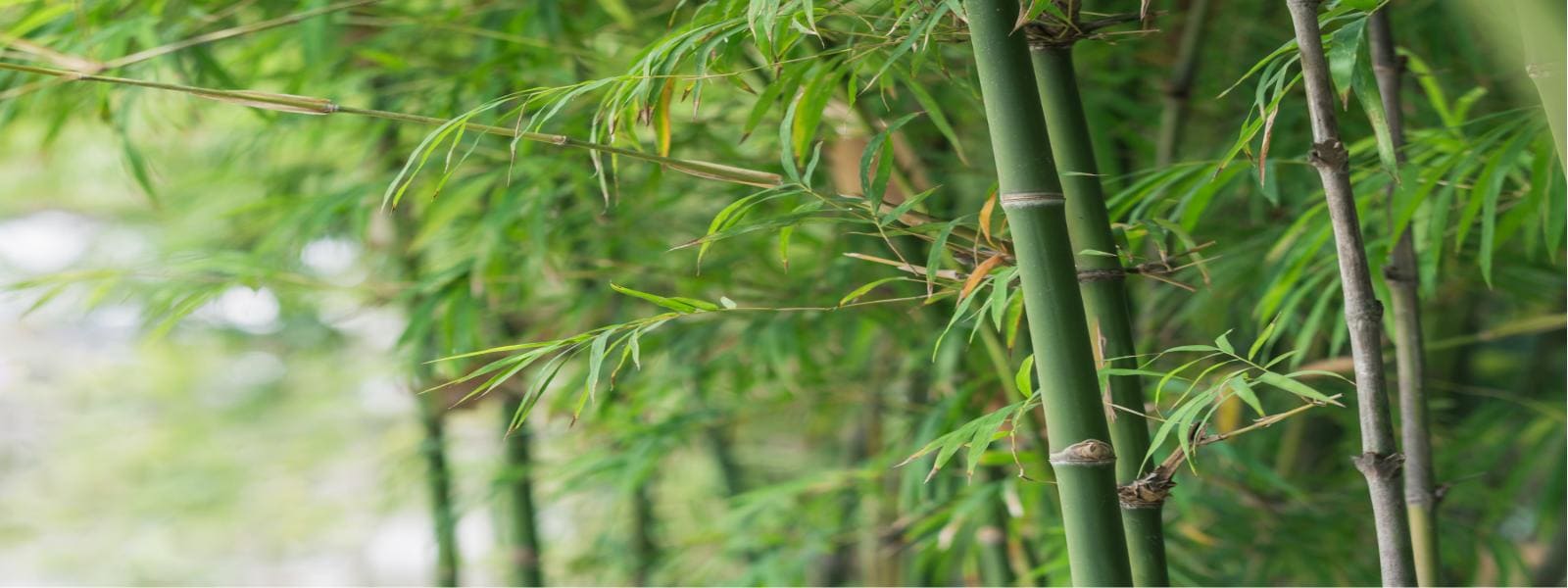 Bamboo Surveys